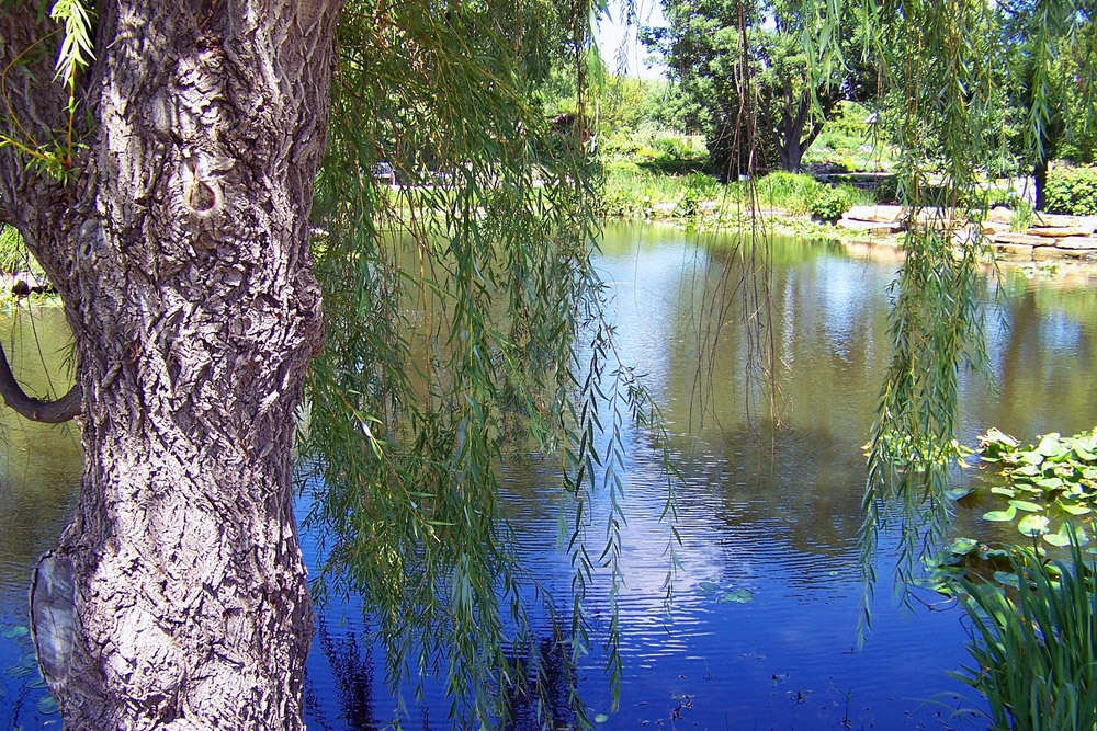 Which Pond Liner Material is Best? Diamond T Services